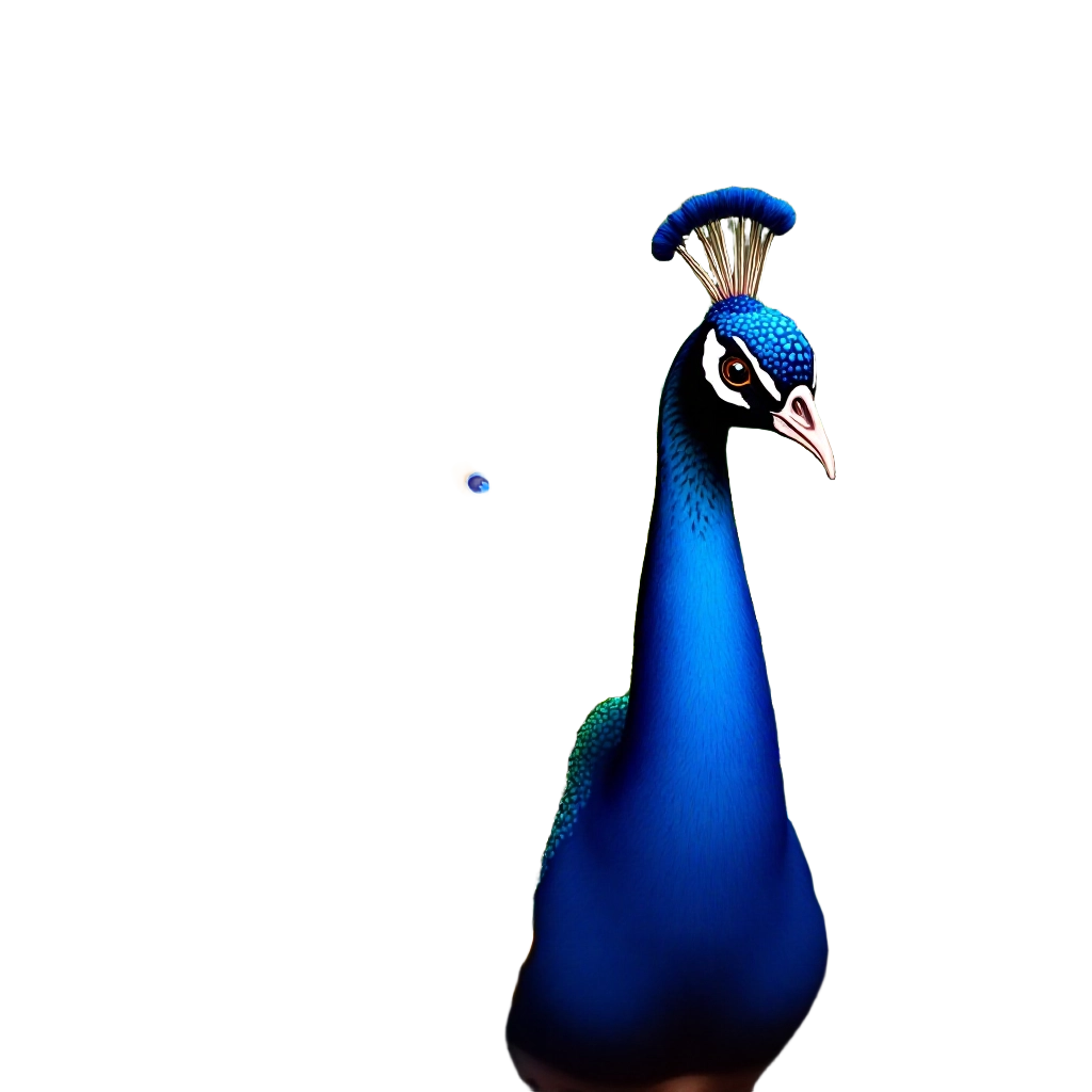 Majestic Peacock