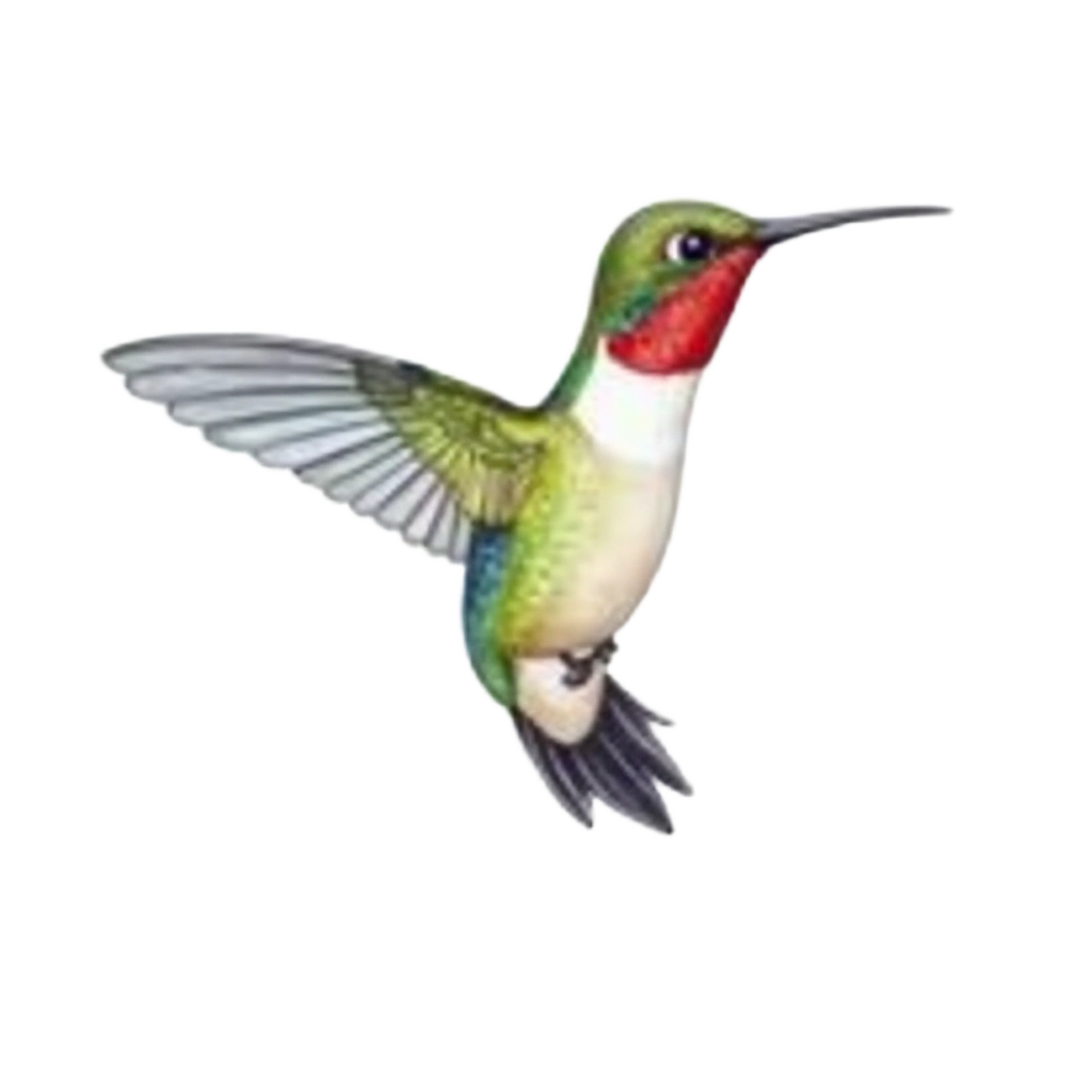 Hummingbird in Flight