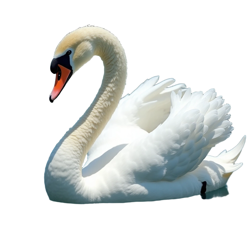 Graceful Swan