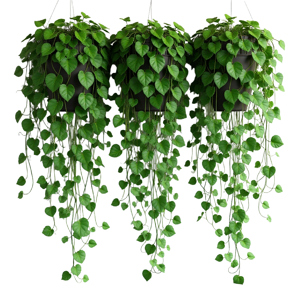 Hanging Ivy Baskets